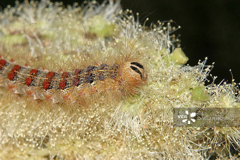 亚洲舞毒蛾毛毛虫图片素材