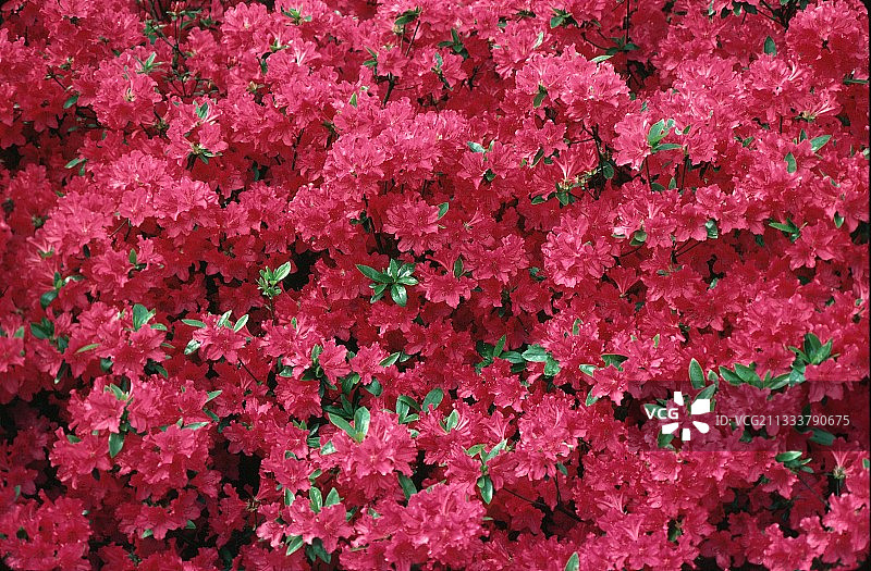 法国盛开的杜鹃花图片素材