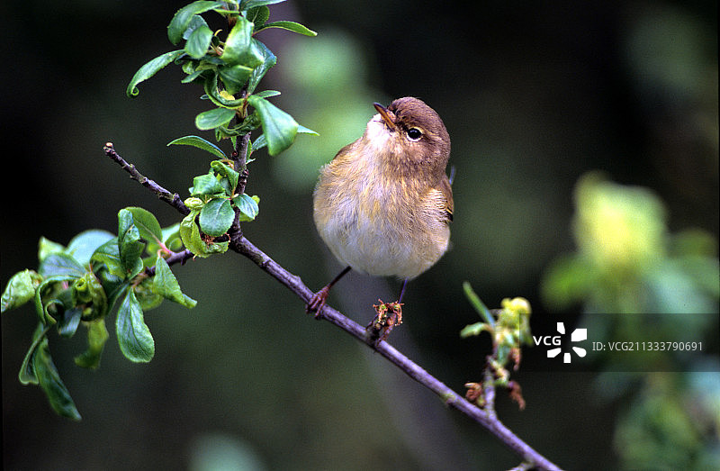 树枝上的西伯利亚叽喳鸟图片素材