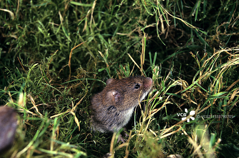 草丛中的田鼠图片素材