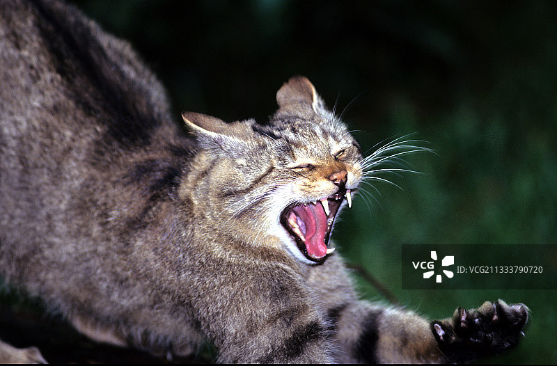 正在伸展的野猫图片素材