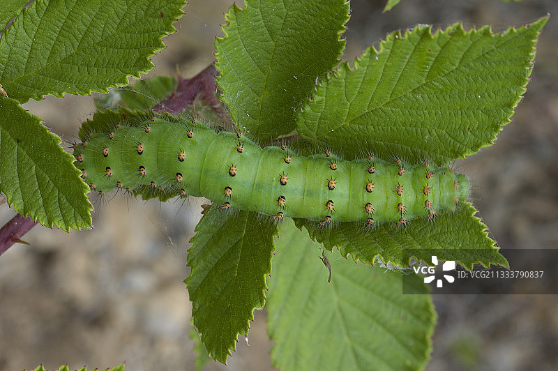 阿尔卑斯滨海省的皇蛾毛毛虫图片素材