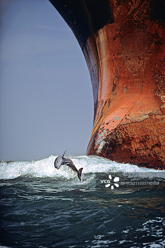 宽吻海豚在德克萨斯州一艘船旁跳跃嬉戏图片素材
