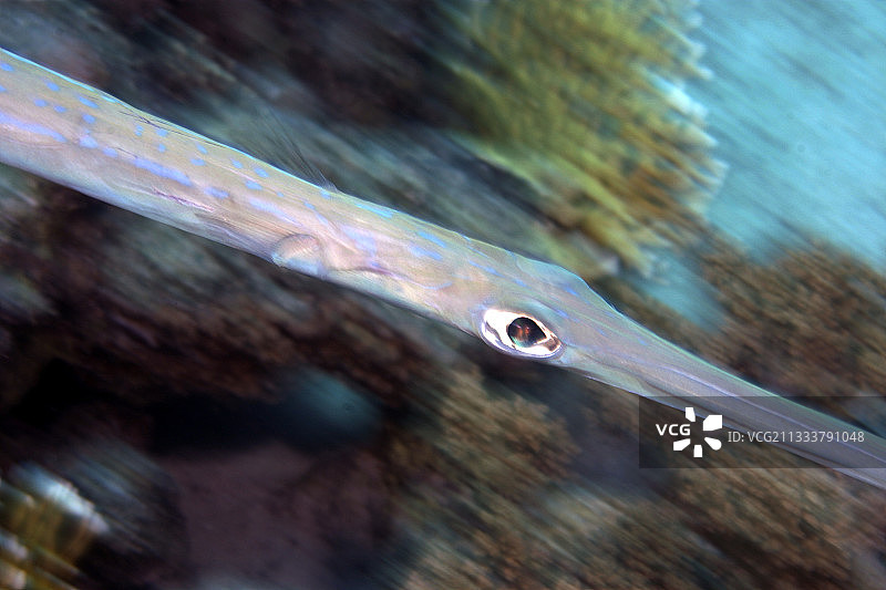 红海蓝点鹤嘴鱼图片素材