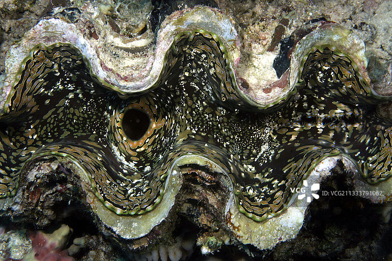 巨型蛤蜊打开阀门呼吸和过滤红海图片素材