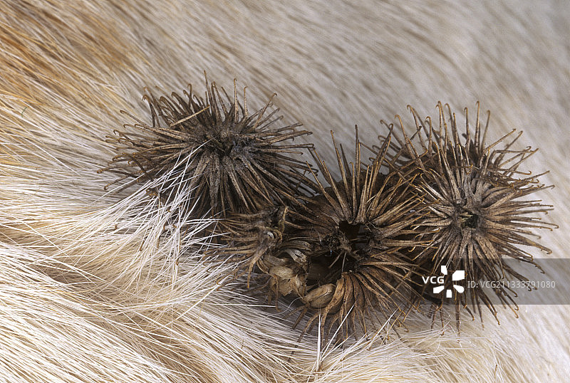 这种机制启发了维可牢（Velcro International BV销售）的创造，由瑞士工程师乔治·德·梅斯特拉尔于1948年发明。图片素材