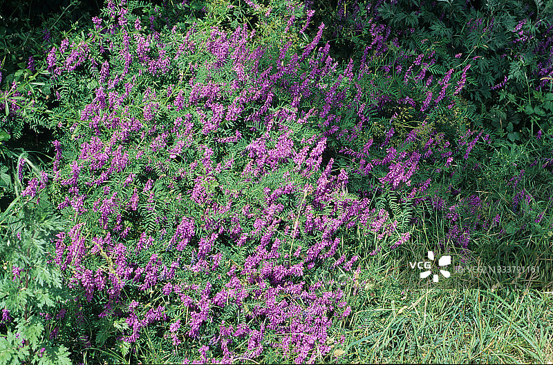 弗朗什地区默尔特-摩泽尔省的野豌豆花图片素材