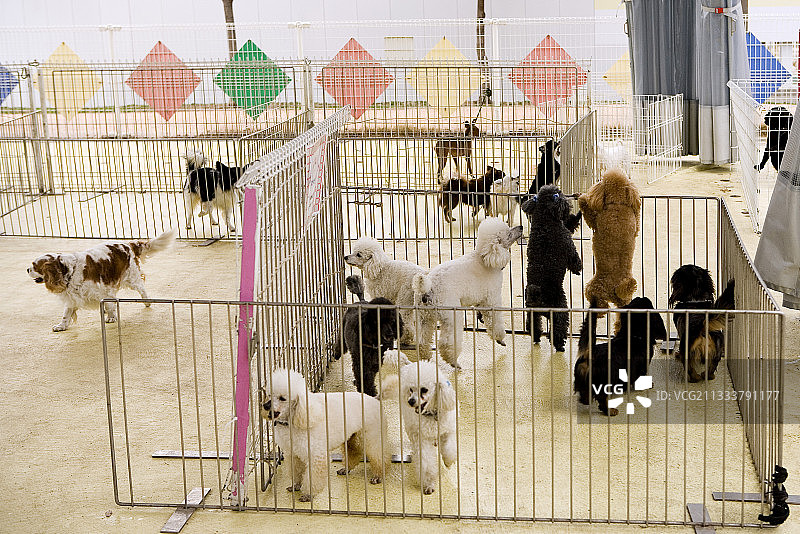 东京郊区宠物友好公园：犬猫与居民的和谐之地图片素材