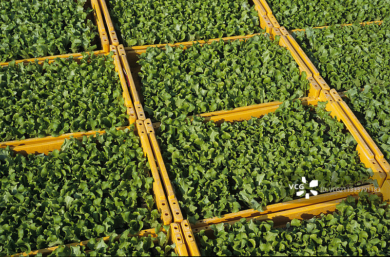 法国默尔特-摩泽尔省沙拉市场园艺图片素材