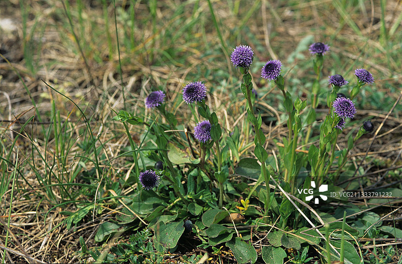 法国摩泽尔省圣昆廷山的地球雏菊图片素材