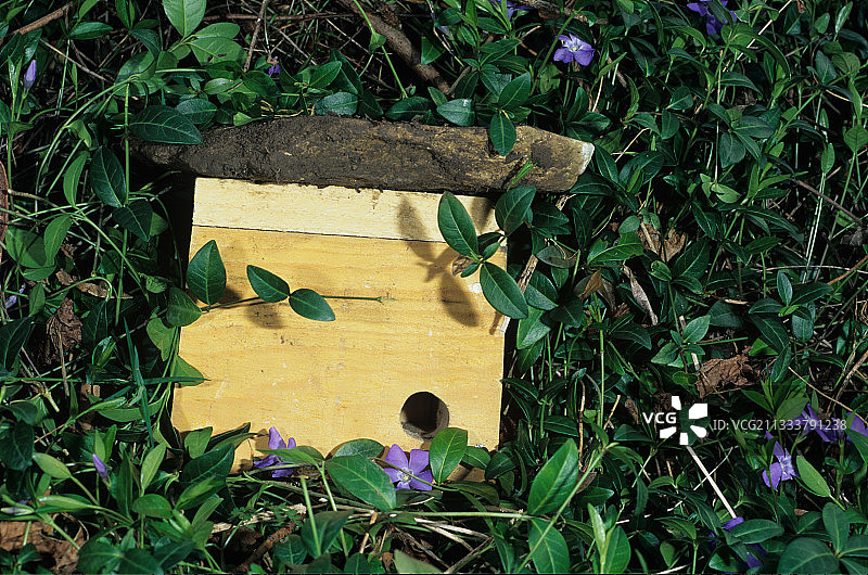 默尔特-摩泽尔省长春花丛中的旅馆黄鼠狼图片素材