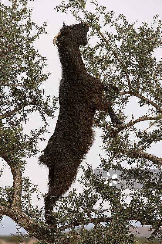 摩洛哥阿甘苏斯山谷中的山羊图片素材