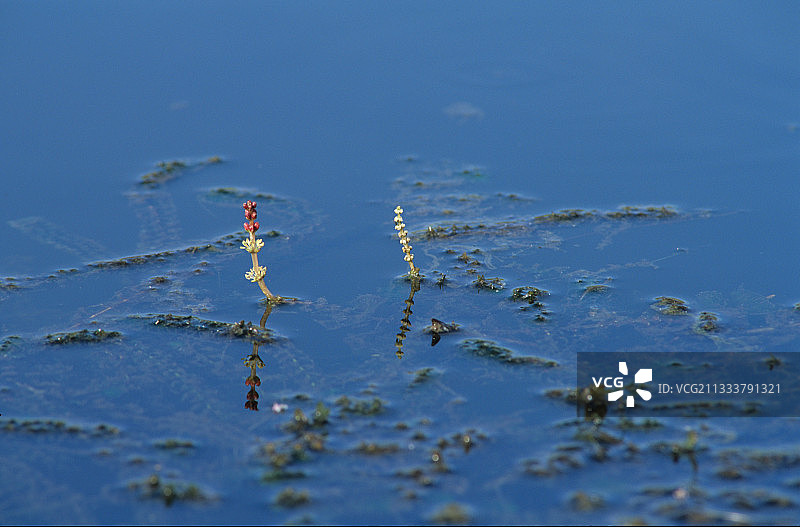 聚藻的穗，默尔特-摩泽尔省图片素材