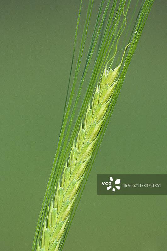 法国科斯地区的大麦穗图片素材