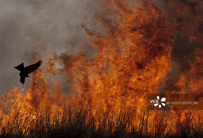 为狩猎和旅游点燃的灌木丛火堆图片素材
