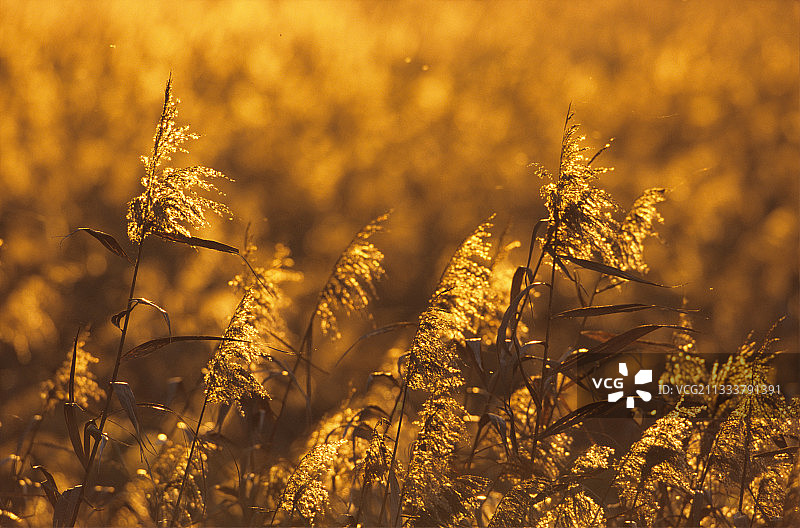 栋巴斯勒默尔特-摩泽尔省的日落芦苇图片素材