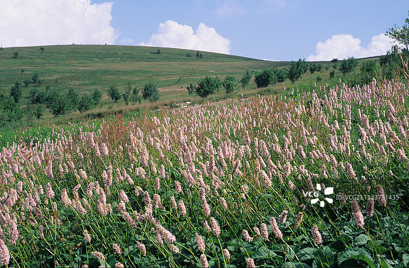 开花的蓼属植物，上莱茵省，法国图片素材
