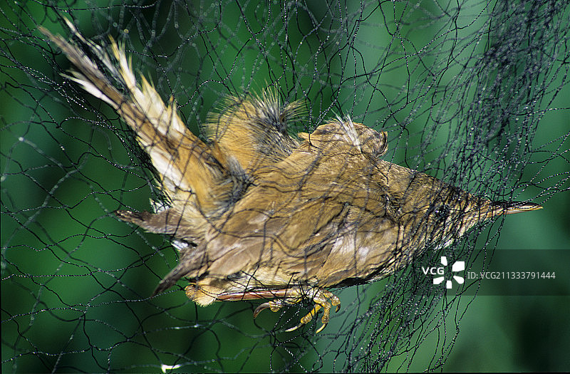 在摩泽尔河的标记网中拍摄的欧亚苇莺图片素材