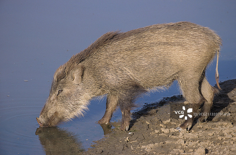 在印度萨利斯卡国家公园饮水的野生小野猪图片素材