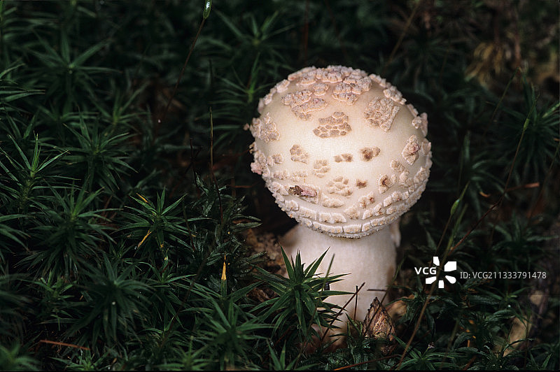 默尔特-摩泽尔省的豹斑蘑菇图片素材