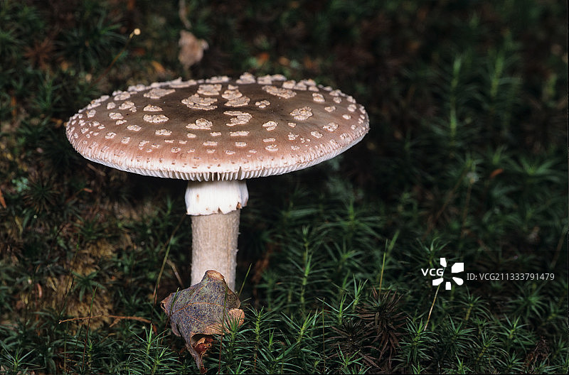 默尔特-摩泽尔省的豹斑蘑菇图片素材