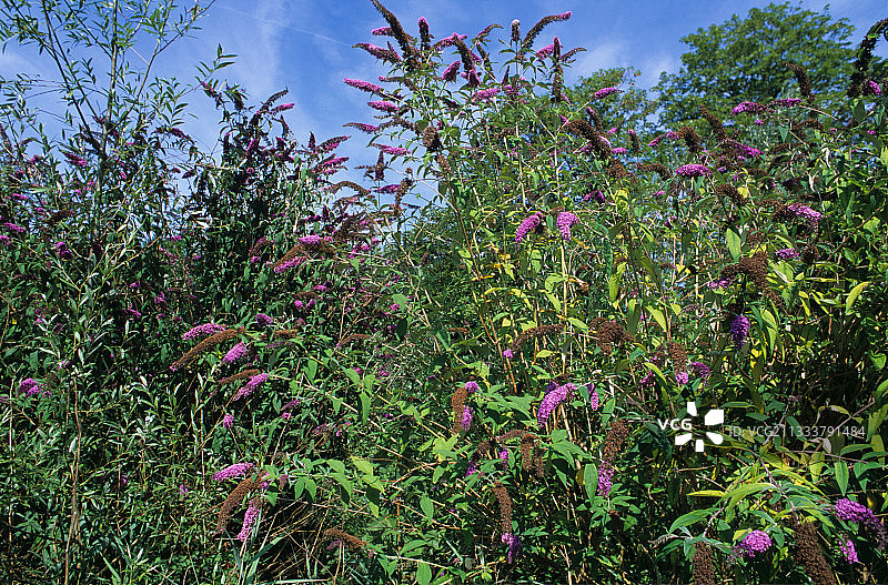 蝴蝶花丛，法国默尔特-摩泽尔省图片素材