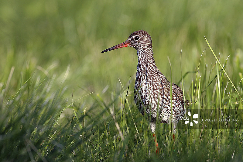 红脚鹬在罗弗敦群岛寻找食物图片素材