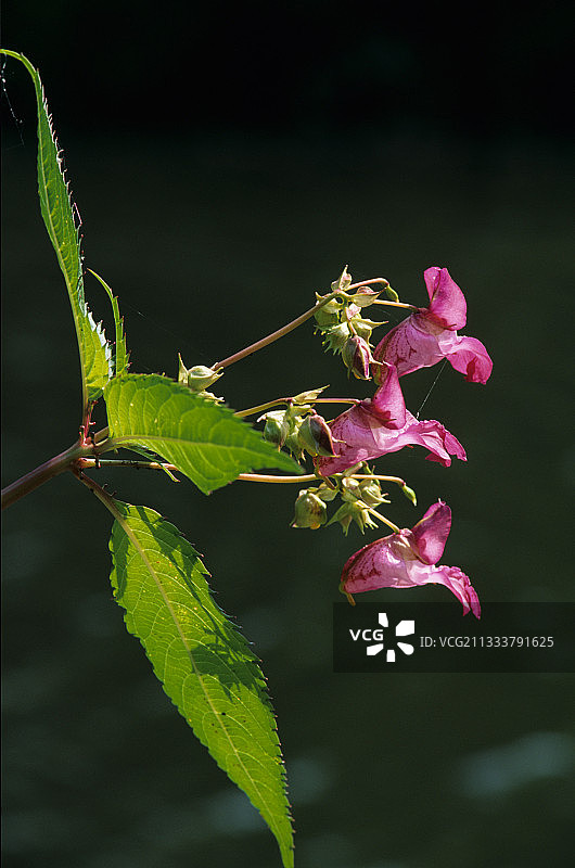 阿尔萨斯河边开花的装饰性凤仙花图片素材