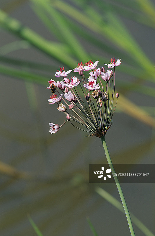 法国摩泽尔盛开的 flowering rush图片素材