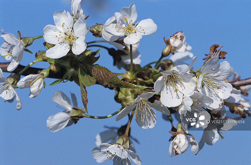 酸樱桃花 默尔特-摩泽尔 法国图片素材