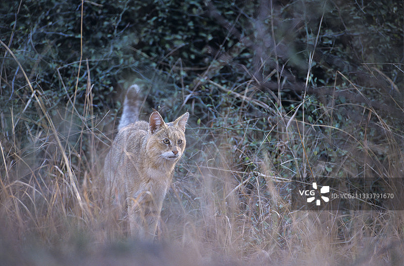 印度萨利斯卡保护区：丛林猫标记领地图片素材