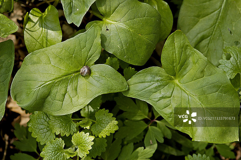 红藜叶图片素材