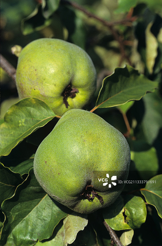 法国默尔特-摩泽尔省树枝上的木梨图片素材