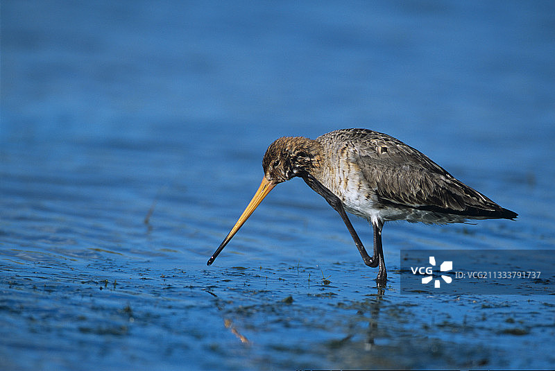 正在挠痒的黑尾塍鹬图片素材