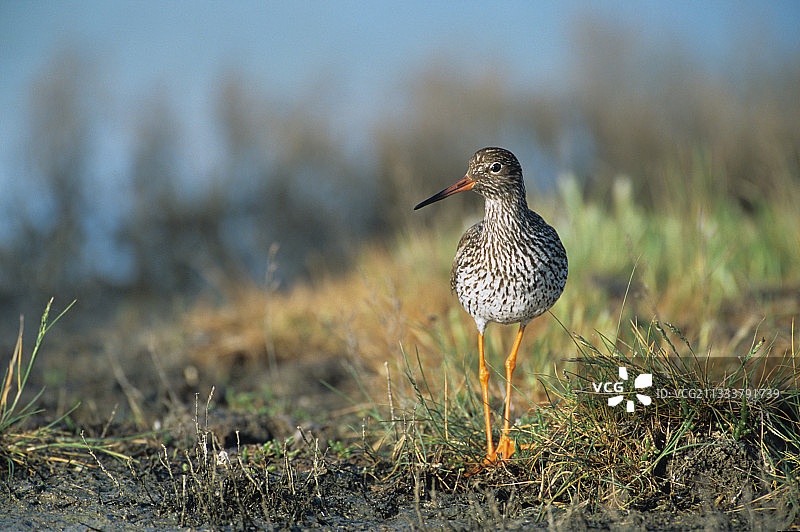正在觅食的普通红脚鹬图片素材