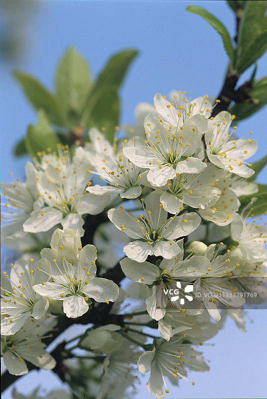 开花的李树枝图片素材