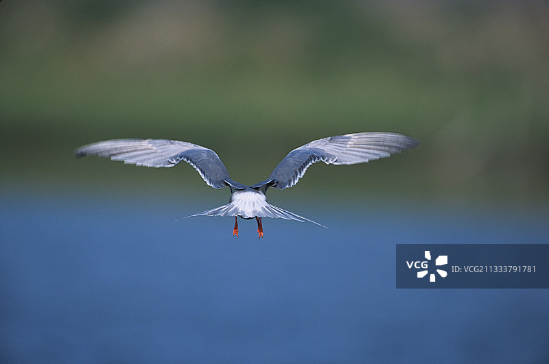 飞翔的普通燕鸥图片素材