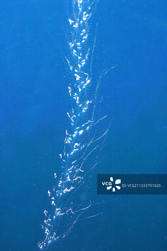 栉水母在两股水流中游动图片素材