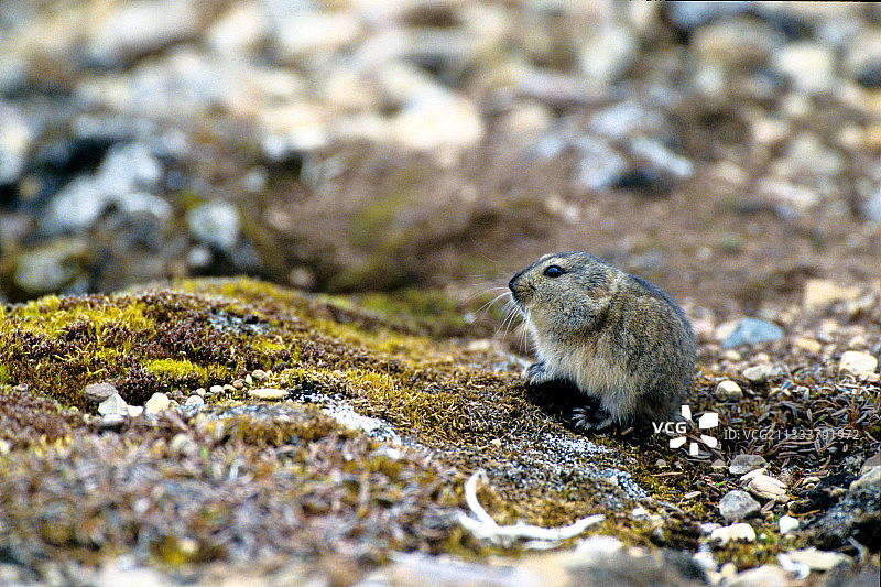 威尔士王子岛的小旅鼠图片素材