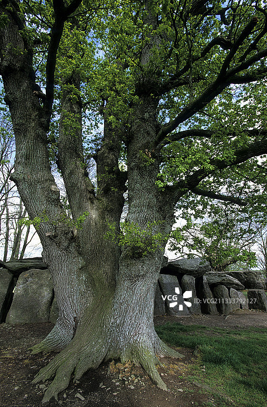 罗什欧费附近的世俗橡树，靠近法国支石墓图片素材