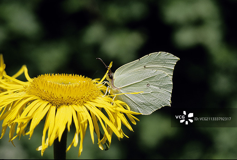 法国杜省花丛中的凤蝶图片素材