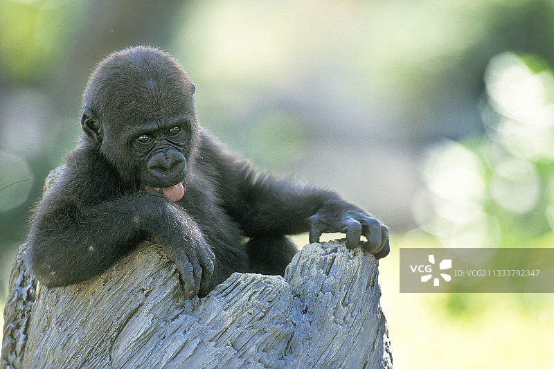 低地大猩猩宝宝吐舌头图片素材