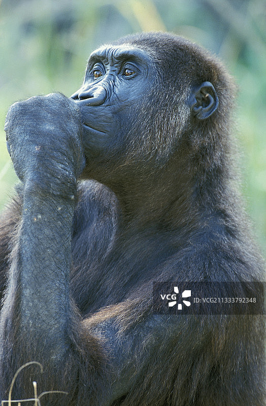 思考的年轻低地大猩猩图片素材