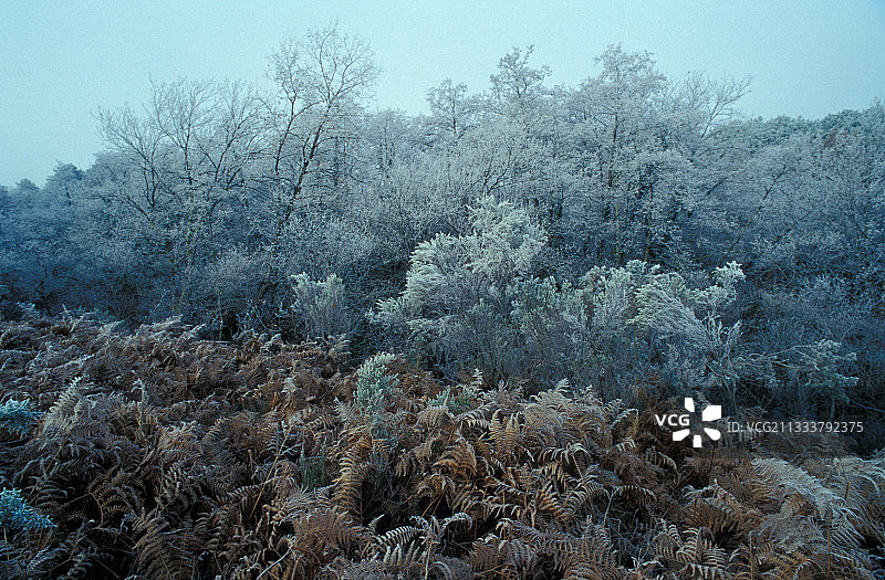 冬季加斯科涅兰德地区的瓦尔德拉福奇图片素材