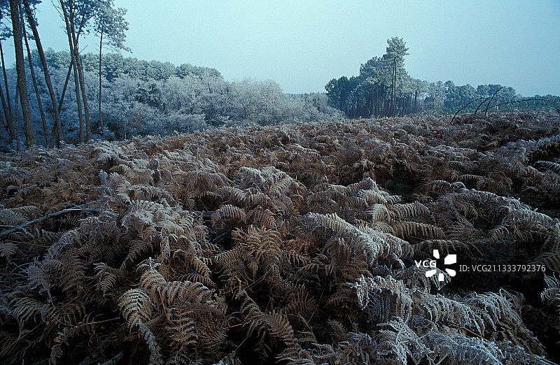 冬季加斯科涅兰德地区的瓦尔德拉福奇图片素材