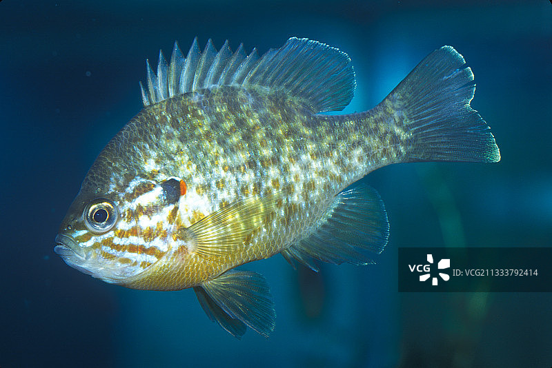 法国水族馆中的南瓜籽图片素材