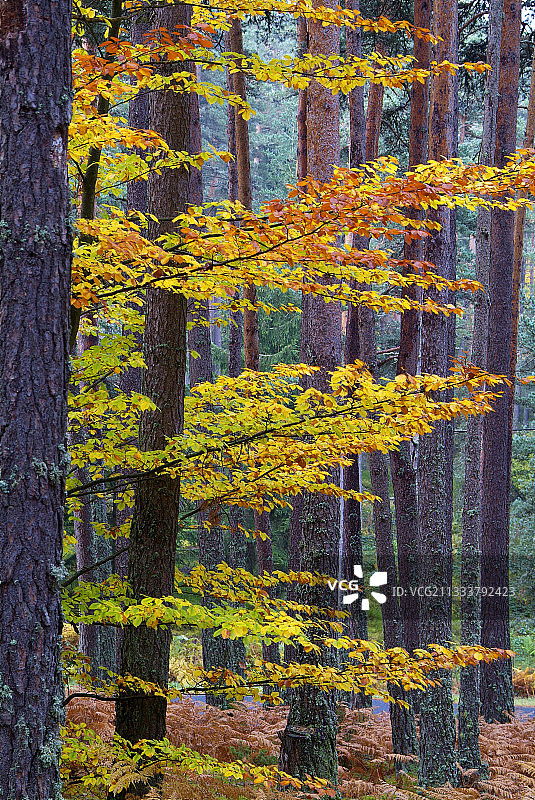 法国奥弗涅的秋季榉树图片素材
