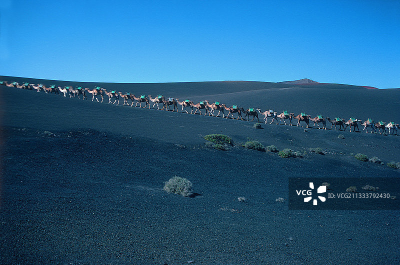 蒂曼法亚国家公园兰萨罗特岛的单峰骆驼车队图片素材