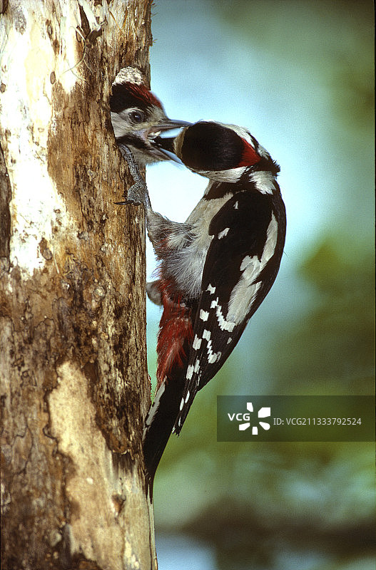 欧椋鸟在法国的巢中喂养幼鸟图片素材