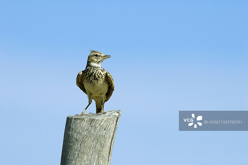 凤头百灵栖息在摩洛哥的木桩上图片素材